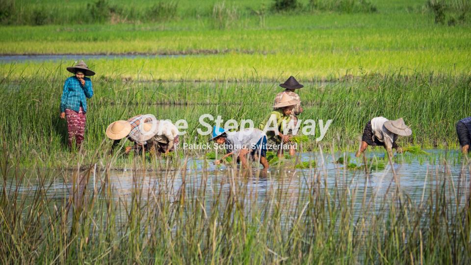 Myanmar - Hpa An / Rice fields with women at work, Reis Felder mit Frauen an der Arbeit