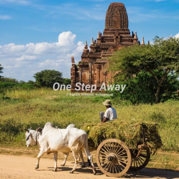 Myanmar - Bagan / Pagoda with farmer and cow cart, Pagode mit Farmer und Ochsen Karren