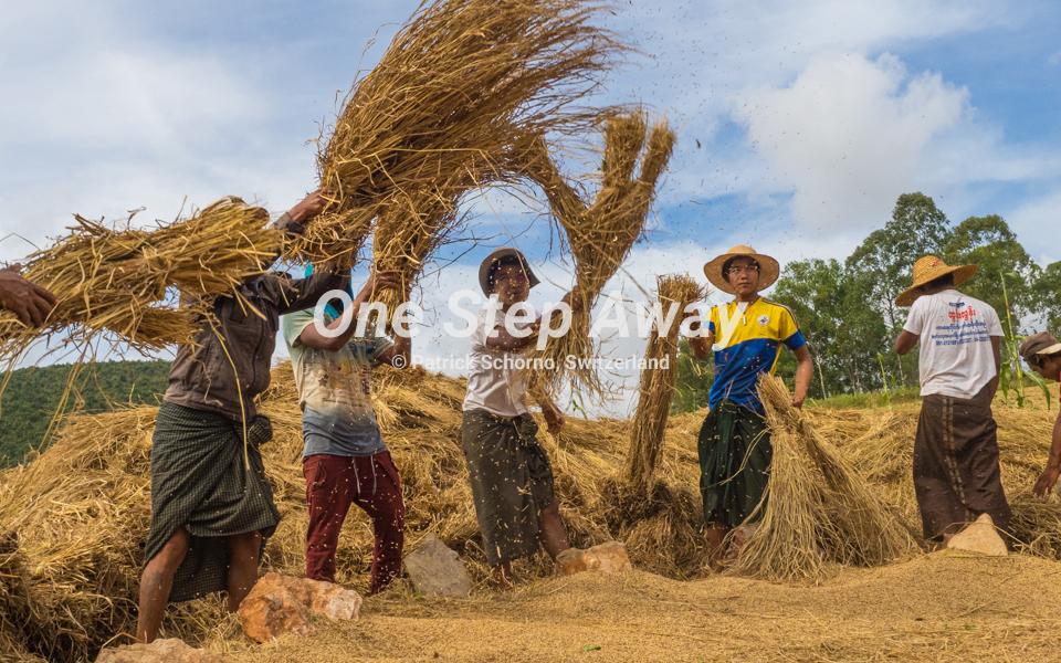 Myanmar - Pindaya / Millet farmers at work, Hirse Bauern bei der Arbeit
