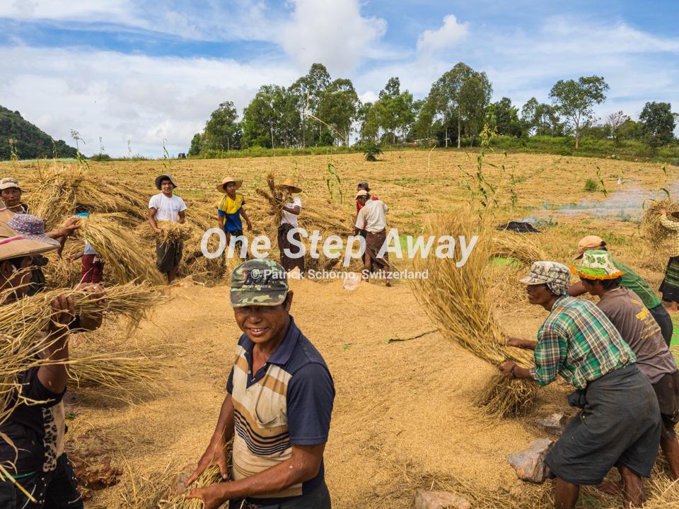 Myanmar - Pindaya / Millet farmers at work, Hirse Bauern bei der Arbeit