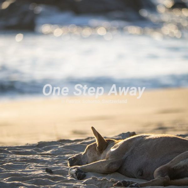 Myanmar - Ngwesaung Beach / Sleeping dog at the beach, schlafender Hund am Strand