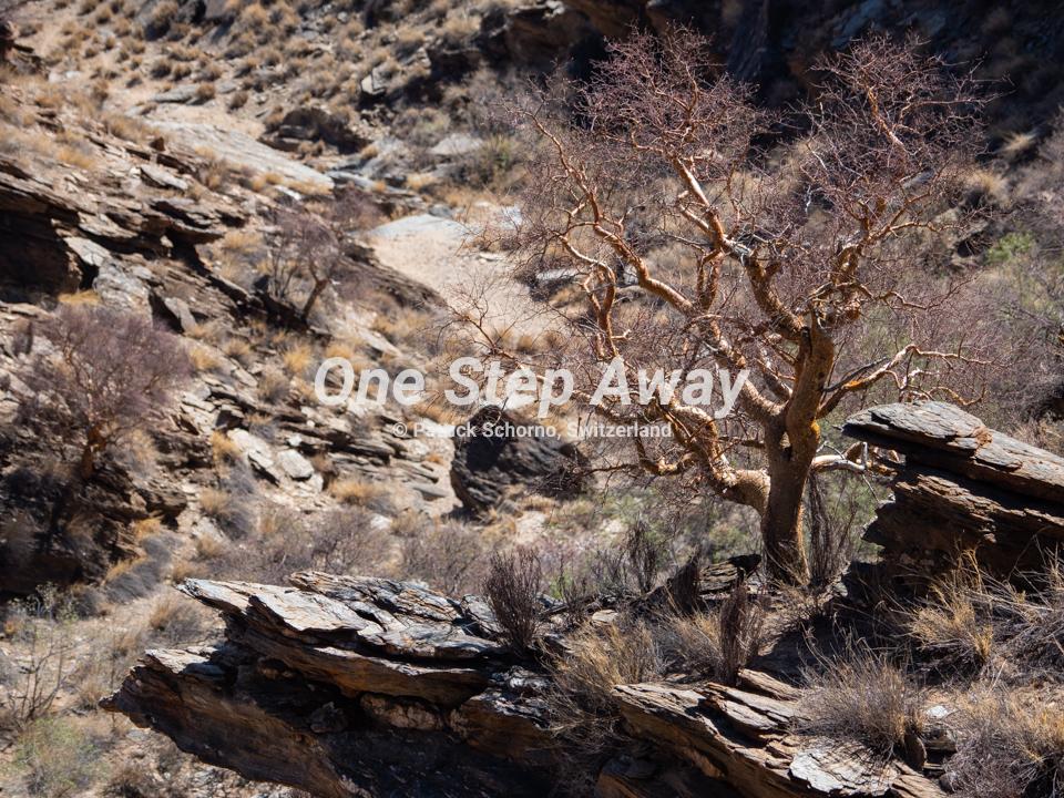 Namibia - Gamsberg / Tree, valley and rocks on the way to Rooisand, Baum auf dem Weg nach Rooisand