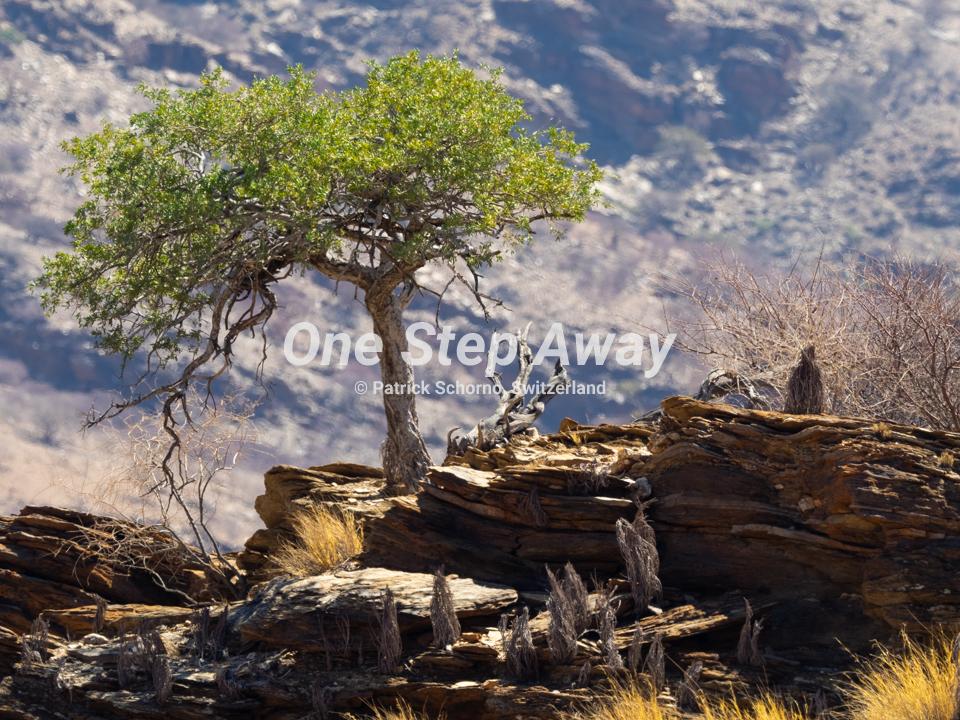 Namibia - Gamsberg / Tree rock sky on the way to Rooisand, Baum Fels Himmel auf dem Weg nach Rooisand