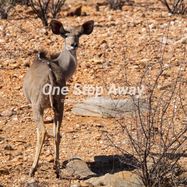 Namibia - Rooisand / Lesser kudu antelope, Kleiner Kudu Antilpe