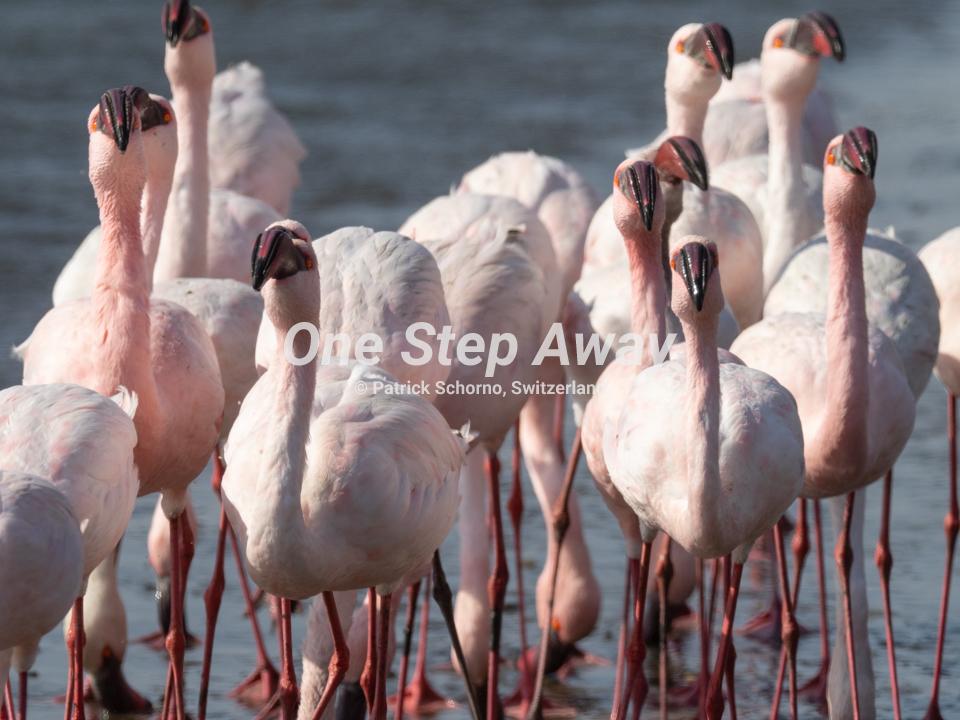 Namibia - Walvis Bay / Pelicans , Pelikane