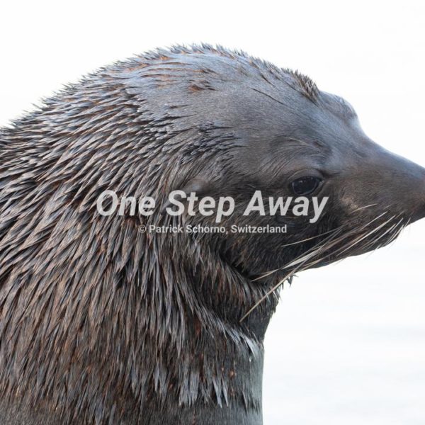 Namibia - Walvis Bay / Seal, Robbe