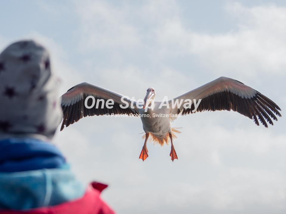 Namibia - Walvis Bay / Pelican flying, Pelikan fliegend