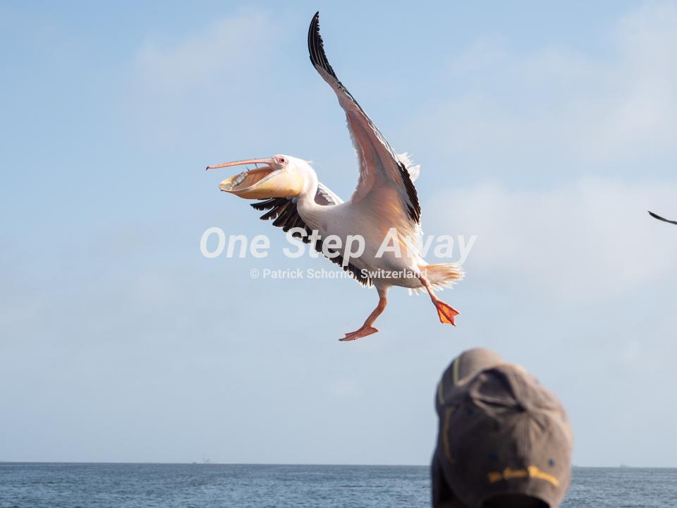 Namibia - Walvis Bay / Pelican flying, Pelikan fliegend