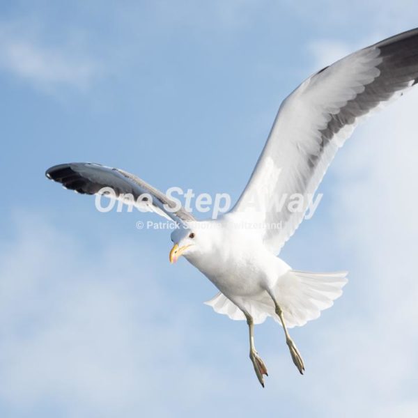 Namibia - Walvis Bay / Gull flying, Möwe fliegend