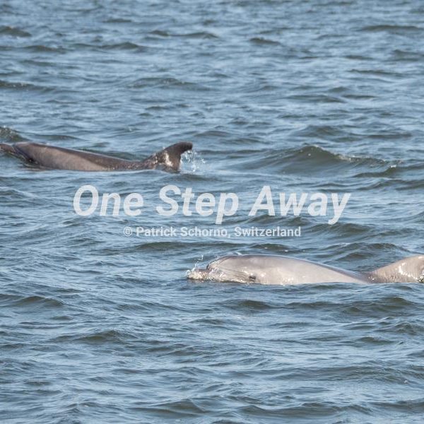 Namibia - Walvis Bay / Dolpines Ocean, Delphine Ozean