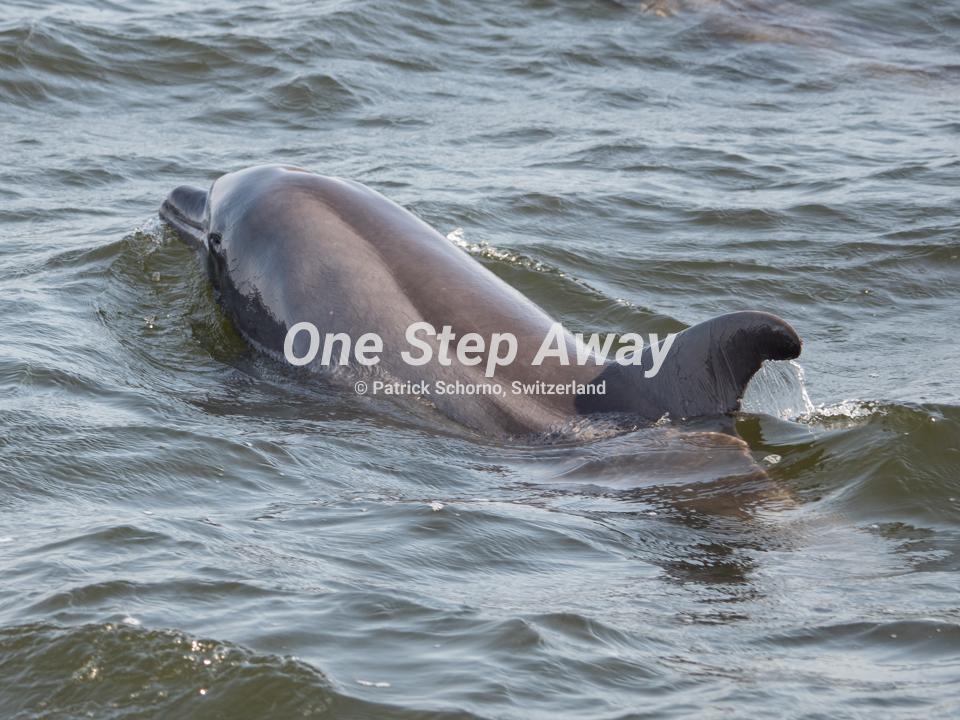Namibia - Walvis Bay / Dolpines Ocean, Delphine Ozean