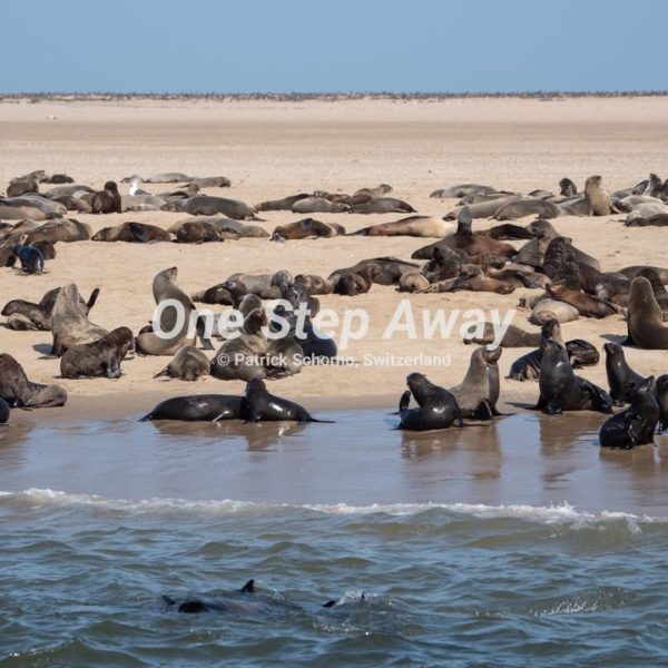 Namibia - Walvis Bay / Seals on beach, Robben am Strand