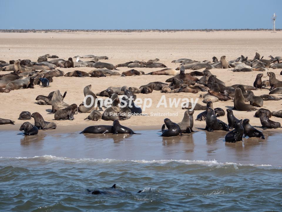 Namibia - Walvis Bay / Seals on beach, Robben am Strand