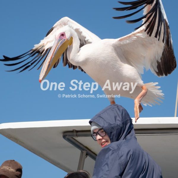 Namibia - Walvis Bay / Pelican, Pelikan