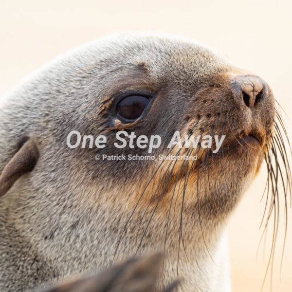 Namibia - Cape Cross / Seals, Robben