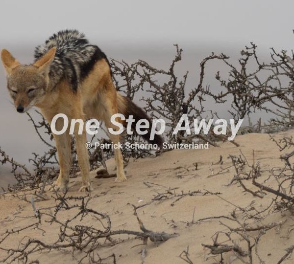 Namibia - Terrace Bay / Jackal on sand bush, Schakal auf Sand Busch