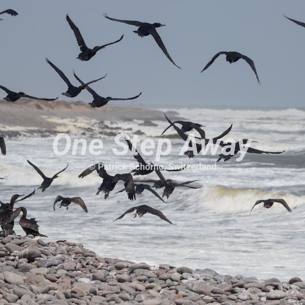 Namibia - Terrace Bay / Cormorant birds flying from beach ocean background, Kormoran Vögel fliegen vom Strand Ozean Hintergrund