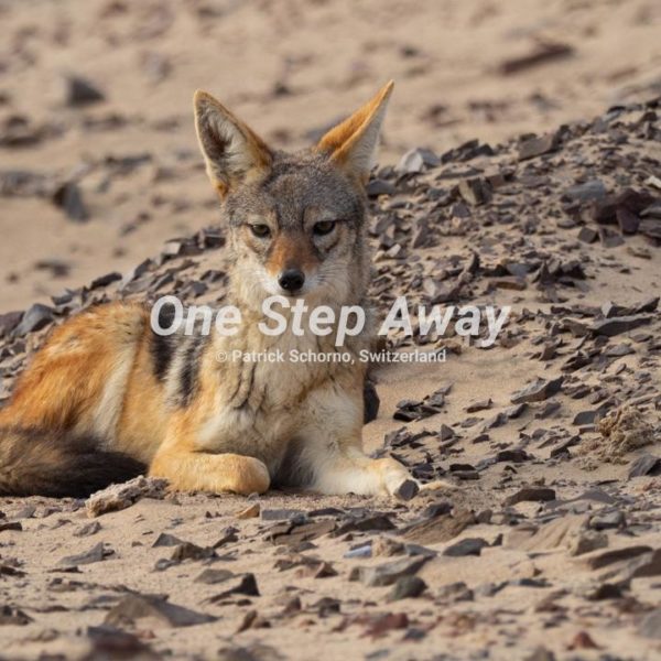 Namibia - Terrace Bay / Jackal on sand/stone, Schakal auf Sand/Steine