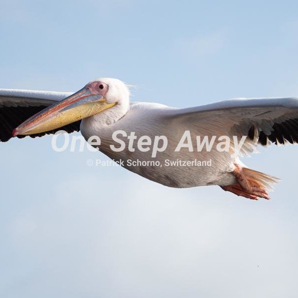 Namibia - Walvis Bay / Pelican, Pelikan