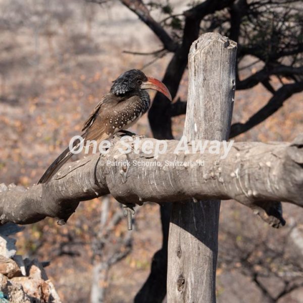 Namibia - Camp Aussicht / Hornbill bird, Hornbill Vogel