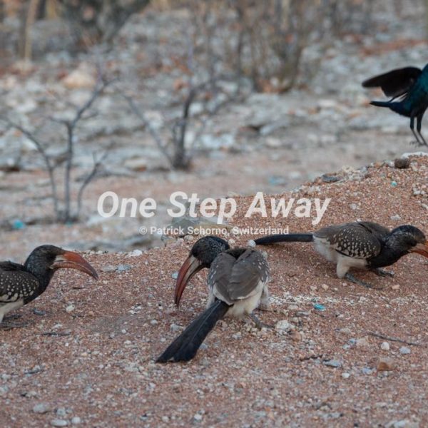Namibia - Camp Aussicht / Hornbill birds, Vögel