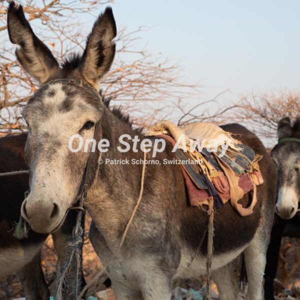 Namibia - Camp Aussicht / mining donkey, Mienen Esel