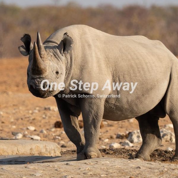 Namibia - Etosha NP / Rhino, Nashorn
