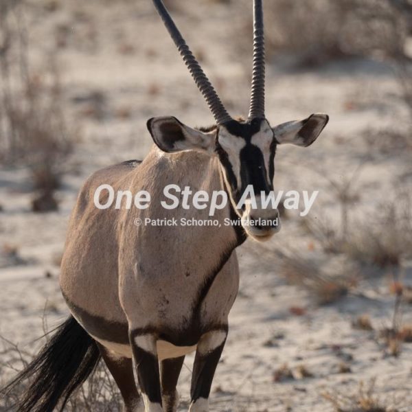 Namibia - Etosha NP / Orix antelope, Orix Antilope
