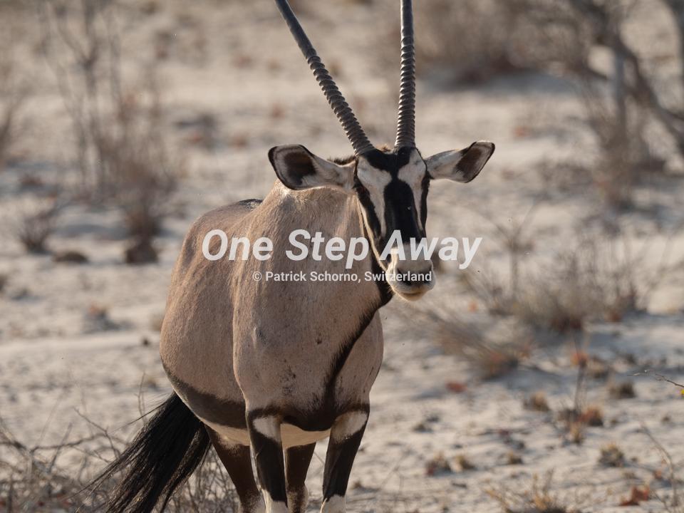 Namibia - Etosha NP / Orix antelope, Orix Antilope