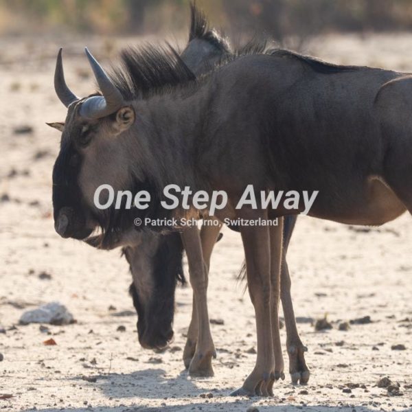 Namibia - Etosha NP / Gnu, Gnu