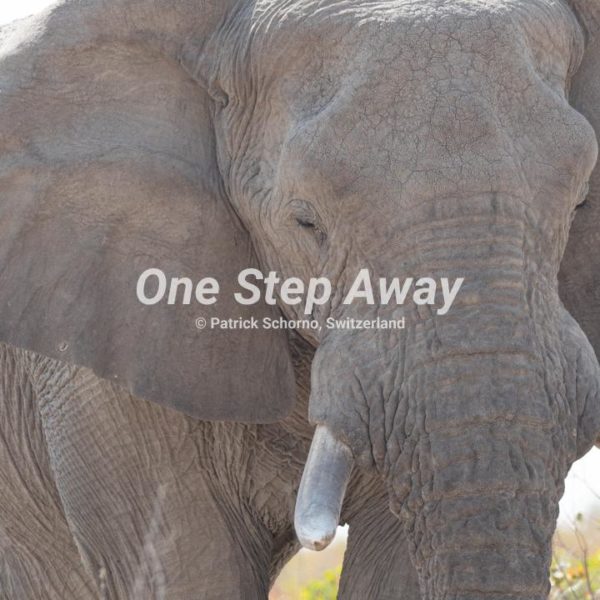 Namibia - Etosha NP / Elephant head, Elephantenkopf