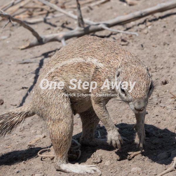 Namibia - Etosha NP / Squirrel , Hörnchen