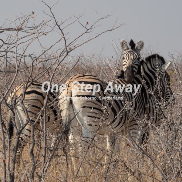 Namibia - Etosha NP / Zebra with bush, Zebras mit Busch