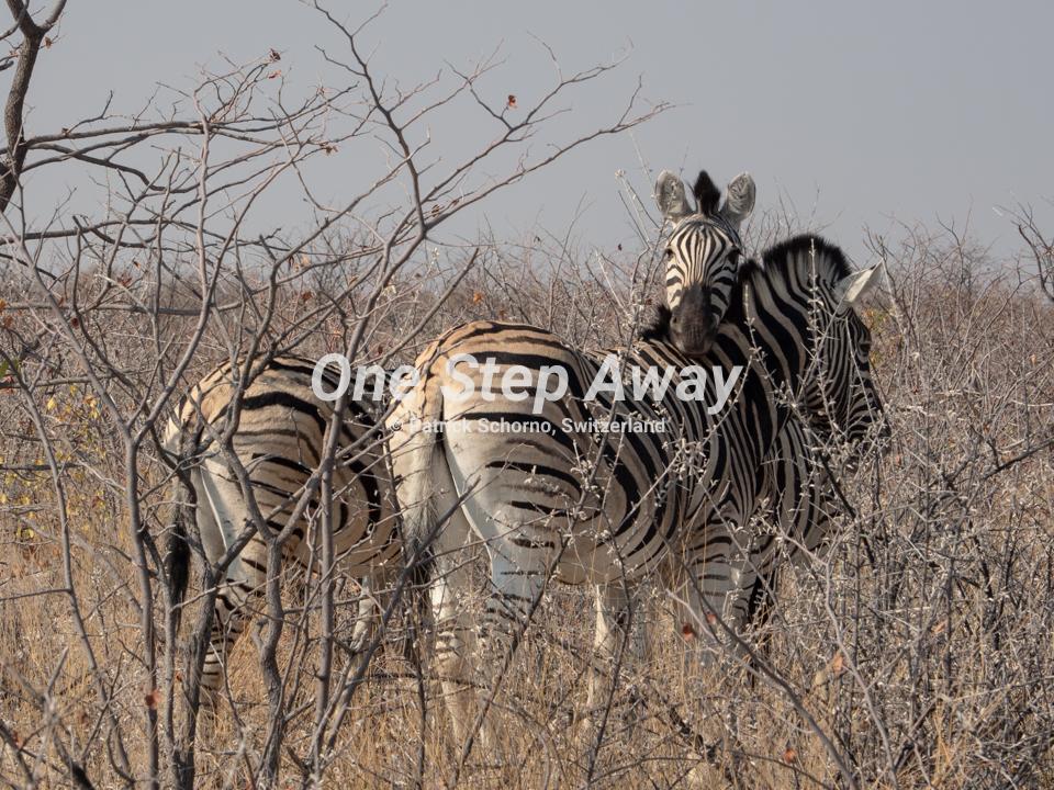 Namibia - Etosha NP / Zebra with bush, Zebras mit Busch