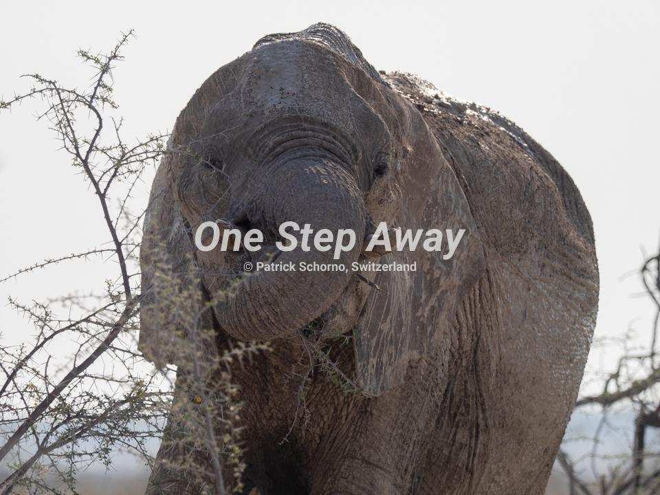 Namibia - Etosha NP / Elephant