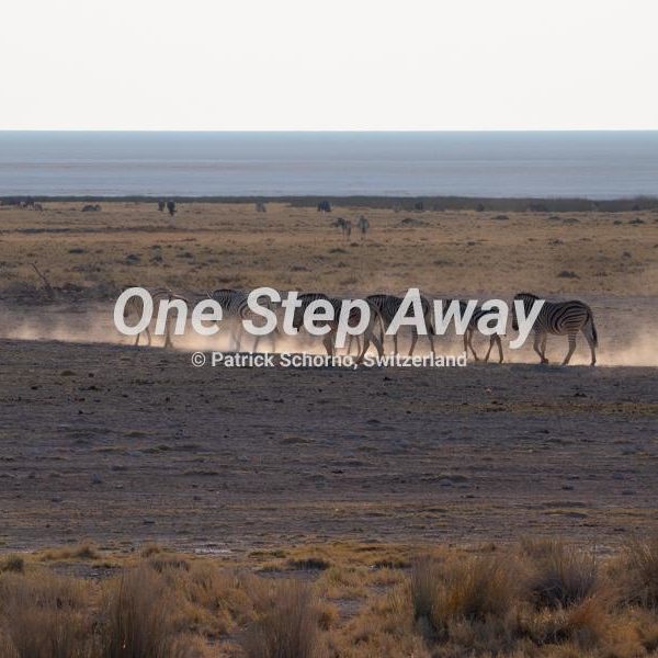 Namibia - Etosha NP / Savanna Etosha pan Zebras in the evening sunlight, Savanne Etosha Pfanne Zebras in der Abendsonne