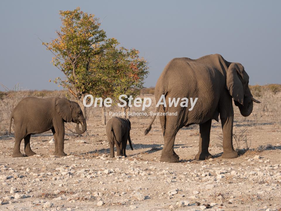 Namibia - Etosha NP / Elephant mother with two kids, Elephantenkuh mit zwei Jungtieren