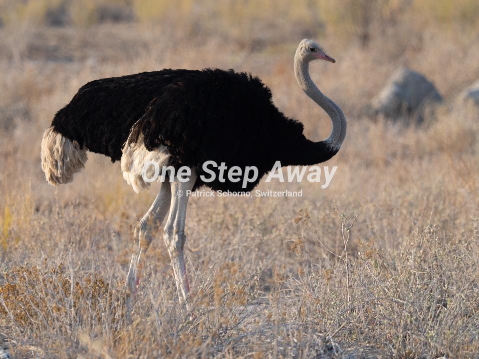 Namibia - Etosha NP / Ostrich bird, Vogel Strauss