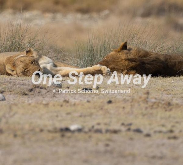 Namibia - Etosha NP / Lions lying on sand, liegende Löwen auf Sand