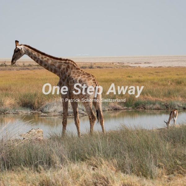 Namibia - Etosha NP / Giraffe and Springbok antelope at water hole, Giraffe und Springbock Antilope am Wasserloch