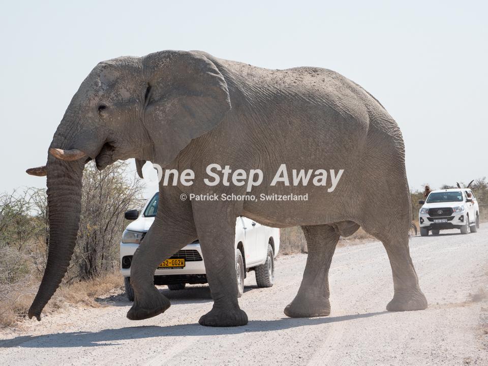 Namibia - Etosha NP / Elephant crossing the road with cars, Elephant überquert Strasse mit Autos