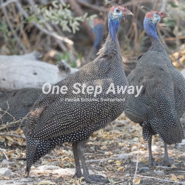 Namibia - Etosha NP / Guinea fowls, Perlhühner