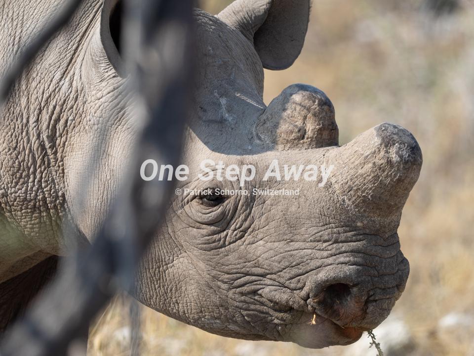 Namibia - Etosha NP / Rhino head, Nashorn Kopf