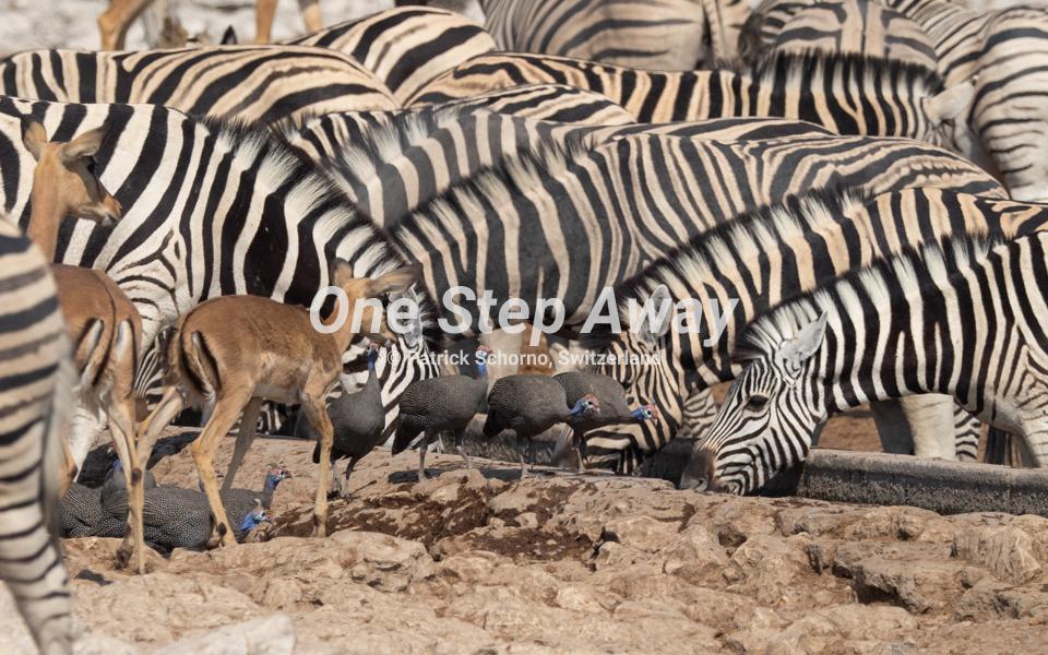 Namibia - Etosha NP / Zebras antelopes guinea fowls at the water hole, Zebras Antilopen Perlhühner am Wasserloch