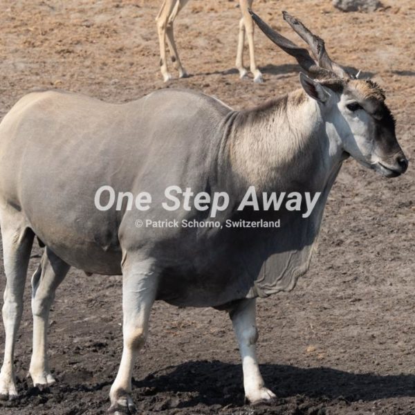 Namibia - Etosha NP / Big antelope, Grosse Antilope