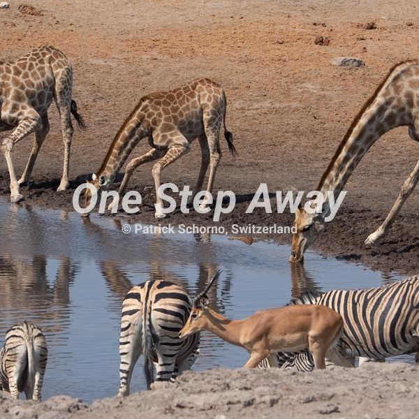 Namibia - Etosha NP / Several animals at the water hole, verschieden Tiere am Wasserloch
