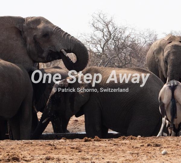 Namibia - Etosha NP / Elephant at the water hole, Elephanten am Wasserloch