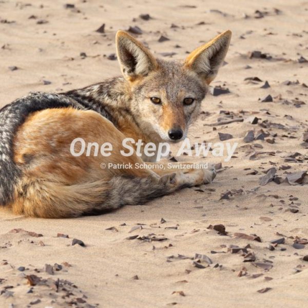 Namibia - Terrace Bay / Jackal lying on sand, Schakal liegend auf Sand
