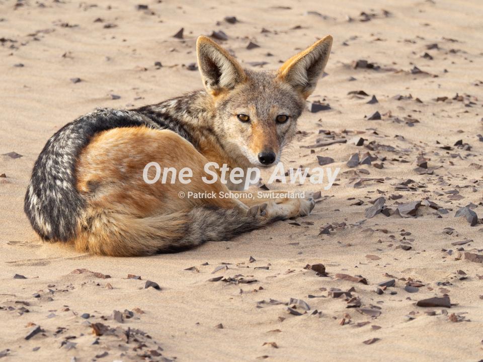 Namibia - Terrace Bay / Jackal lying on sand, Schakal liegend auf Sand