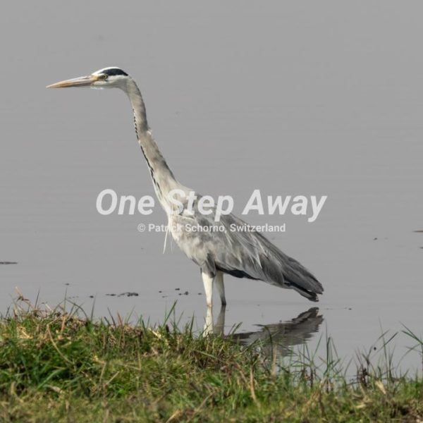 Namibia - Mahango Core Area / Heron bird in river, Fischreiher Vogel im Fluss